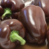 Coffee Fruit Sweet Pepper Seeds – High-Yielding & Easy to Grow, Ornamental & Edible, Ideal for Home Gardening