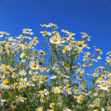 Hezhichun German Chamomile Seeds | Annual Herb for Tea, Cut Flowers, Dried Arrangements with Apple-Scented Blooms