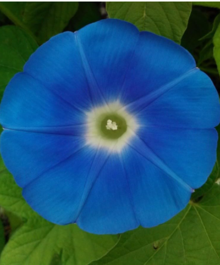 Heavenly Blue Morning Glory Seeds