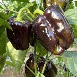 Coffee Fruit Sweet Pepper Seeds – High-Yielding & Easy to Grow, Ornamental & Edible, Ideal for Home Gardening