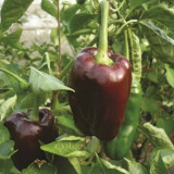 Coffee Fruit Sweet Pepper Seeds – High-Yielding & Easy to Grow, Ornamental & Edible, Ideal for Home Gardening