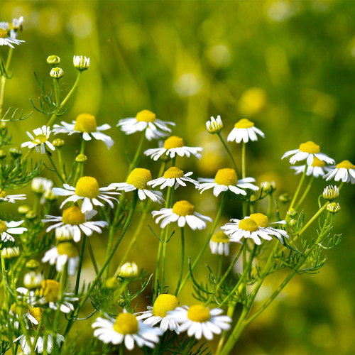 Hezhichun German Chamomile Seeds | Annual Herb for Tea, Cut Flowers, Dried Arrangements with Apple-Scented Blooms