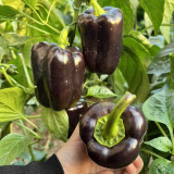 Coffee Fruit Sweet Pepper Seeds – High-Yielding & Easy to Grow, Ornamental & Edible, Ideal for Home Gardening