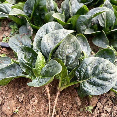 Shengdanbo 3108 Prostrate Spinach Seeds | Mid-Early Maturing, Heat & Cold Tolerant, Slow Bolting, Fast Growing