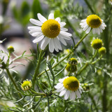 Hezhichun German Chamomile Seeds | Annual Herb for Tea, Cut Flowers, Dried Arrangements with Apple-Scented Blooms