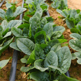 Shengdanbo 3108 Prostrate Spinach Seeds | Mid-Early Maturing, Heat & Cold Tolerant, Slow Bolting, Fast Growing