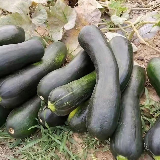 Zhengqing No.1 Black-skinned Pumpkin Seeds | Early-Maturing High-Yield Culinary Pumpkin with Vigorous Growth