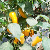 Mini Yellow Sweet Pepper Seeds – High-Yielding, Easy to Grow & Maintain, Ideal for Containers and Home Gardening