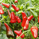 Mini Red Sweet Pepper Seeds – Compact Sweet Pepper Variety, High-Yielding & Easy to Grow, Ornamental & Edible