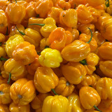 Hainan Yellow Lantern Pepper Seeds – Extra Hot, High Yielding, Bright Yellow Fruits, Low Maintenance