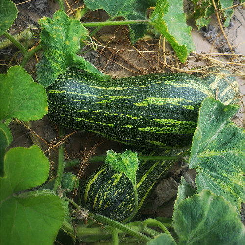 Zhengliang No.5 Pumpkin Seeds | Early Maturing Variety with Abundant Female Flowers, High & Stable Yield