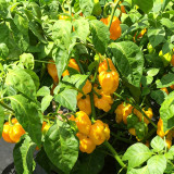 Hainan Yellow Lantern Pepper Seeds – Extra Hot, High Yielding, Bright Yellow Fruits, Low Maintenance