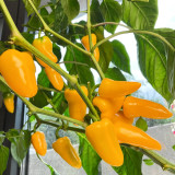 Mini Yellow Sweet Pepper Seeds – High-Yielding, Easy to Grow & Maintain, Ideal for Containers and Home Gardening