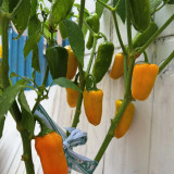 Mini Yellow Sweet Pepper Seeds – High-Yielding, Easy to Grow & Maintain, Ideal for Containers and Home Gardening