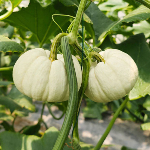 Tianzi Yubei White Baby Pumpkin Seeds | High Yield, Oblate White Fruits, Sweet Mealy Flesh, Ornamental & Edible