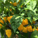 Hainan Yellow Lantern Pepper Seeds – Extra Hot, High Yielding, Bright Yellow Fruits, Low Maintenance