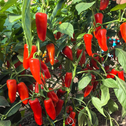 Mini Red Sweet Pepper Seeds – Compact Sweet Pepper Variety, High-Yielding & Easy to Grow, Ornamental & Edible