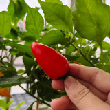 Mini Red Sweet Pepper Seeds – Compact Sweet Pepper Variety, High-Yielding & Easy to Grow, Ornamental & Edible