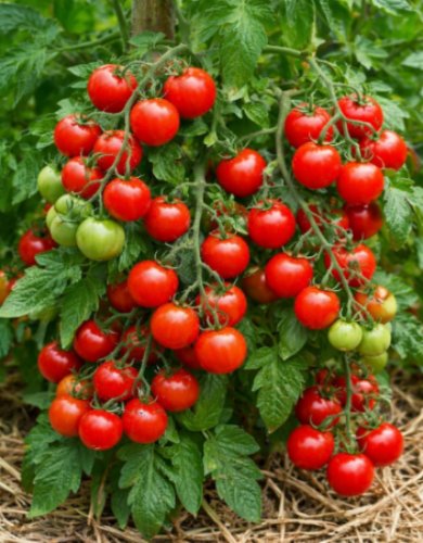 Sweet Chelsea Tomato Seeds!- Vegetable- Best Production-Sweetest Flavor!