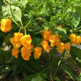 Hainan Yellow Lantern Pepper Seeds – Extra Hot, High Yielding, Bright Yellow Fruits, Low Maintenance