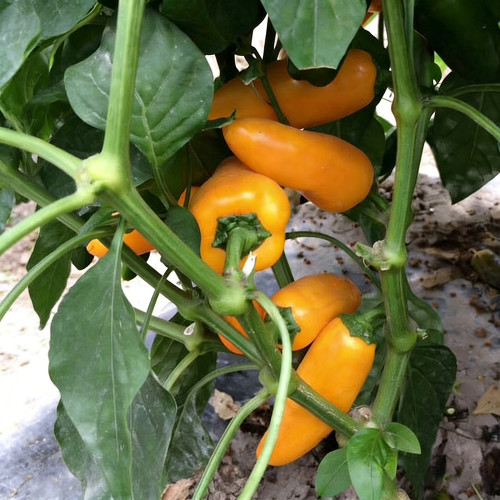 Mini Yellow Sweet Pepper Seeds – High-Yielding, Easy to Grow & Maintain, Ideal for Containers and Home Gardening