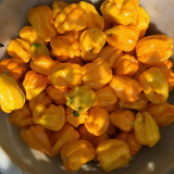 Hainan Yellow Lantern Pepper Seeds – Extra Hot, High Yielding, Bright Yellow Fruits, Low Maintenance