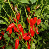 Mini Red Sweet Pepper Seeds – Compact Sweet Pepper Variety, High-Yielding & Easy to Grow, Ornamental & Edible