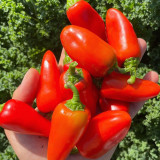 Mini Red Sweet Pepper Seeds – Compact Sweet Pepper Variety, High-Yielding & Easy to Grow, Ornamental & Edible