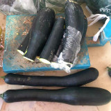 Zhengqing No.1 Black-skinned Pumpkin Seeds | Early-Maturing High-Yield Culinary Pumpkin with Vigorous Growth