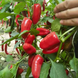 Mini Red Sweet Pepper Seeds – Compact Sweet Pepper Variety, High-Yielding & Easy to Grow, Ornamental & Edible