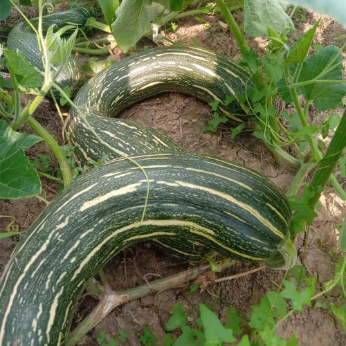 Zhengliang No.5 Pumpkin Seeds | Early Maturing Variety with Abundant Female Flowers, High & Stable Yield