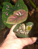 locasia Jewel of Borneo kapit Alocasia Infernalis Seeds Purple Elephant Ear Sml Potted Plant for Home Garden - (Color: Mixed)