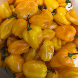 Hainan Yellow Lantern Pepper Seeds – Extra Hot, High Yielding, Bright Yellow Fruits, Low Maintenance