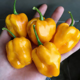 Hainan Yellow Lantern Pepper Seeds – Extra Hot, High Yielding, Bright Yellow Fruits, Low Maintenance