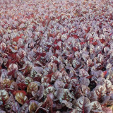 Purple Red Leaf Beet Seeds – Ornamental Potted Vegetable, Strong Disease Resistance, Ideal for Small-Space Growing