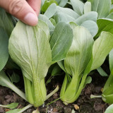 Demei Shanghai Bok Choy Seeds – F1 Hybrid, Upright & Compact Plant, High Uniformity, Fast Growing