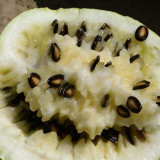 Large-seeded Watermelon Seeds – High-Yield Dual-Purpose Variety, Strong Adaptability, Easy to Cultivate