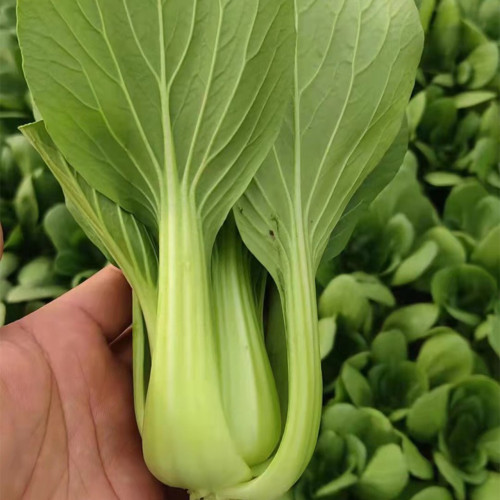 Demei Shanghai Bok Choy Seeds – F1 Hybrid, Upright & Compact Plant, High Uniformity, Fast Growing