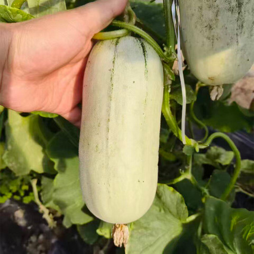 Flying 72 Sweet Melon Seeds | Thin-Skinned, Short Club-Shaped, Crack-Resistant, High Sugar, Crisp & Tender Flesh