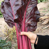 Purple Red Leaf Beet Seeds – Ornamental Potted Vegetable, Strong Disease Resistance, Ideal for Small-Space Growing