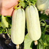 Flying 72 Sweet Melon Seeds | Thin-Skinned, Short Club-Shaped, Crack-Resistant, High Sugar, Crisp & Tender Flesh