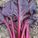 Purple Red Leaf Beet Seeds – Ornamental Potted Vegetable, Strong Disease Resistance, Ideal for Small-Space Growing