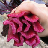 Purple Red Leaf Beet Seeds – Ornamental Potted Vegetable, Strong Disease Resistance, Ideal for Small-Space Growing