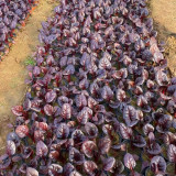 Purple Red Leaf Beet Seeds – Ornamental Potted Vegetable, Strong Disease Resistance, Ideal for Small-Space Growing