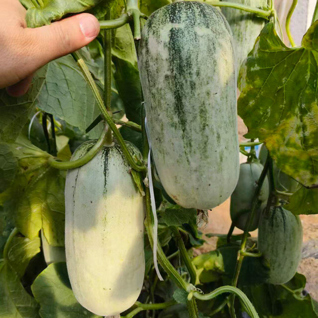 Flying 72 Sweet Melon Seeds | Thin-Skinned, Short Club-Shaped, Crack-Resistant, High Sugar, Crisp & Tender Flesh
