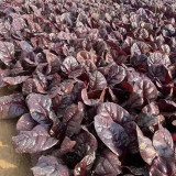 Purple Red Leaf Beet Seeds – Ornamental Potted Vegetable, Strong Disease Resistance, Ideal for Small-Space Growing