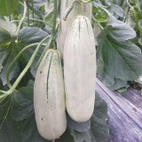 Flying 72 Sweet Melon Seeds | Thin-Skinned, Short Club-Shaped, Crack-Resistant, High Sugar, Crisp & Tender Flesh