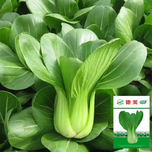 Demei Shanghai Bok Choy Seeds – F1 Hybrid, Upright & Compact Plant, High Uniformity, Fast Growing