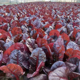 Purple Red Leaf Beet Seeds – Ornamental Potted Vegetable, Strong Disease Resistance, Ideal for Small-Space Growing