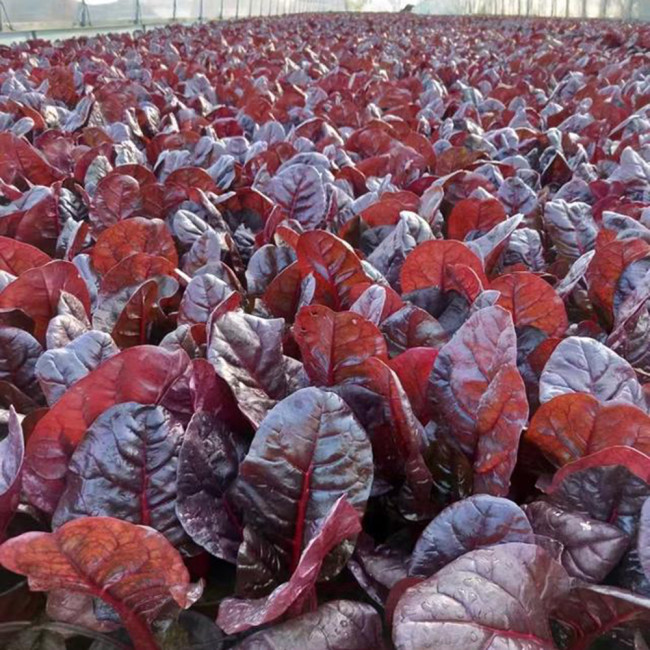 Purple Red Leaf Beet Seeds – Ornamental Potted Vegetable, Strong Disease Resistance, Ideal for Small-Space Growing